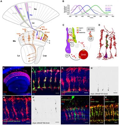 Horizontal-cell like Dm9 neurons in Drosophila modulate photoreceptor output to supply multiple functions in early visual processing